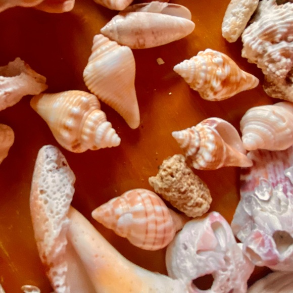 SANIBEL Shells (collected) Mixed Lots For Crafts - Picture 3 of 8